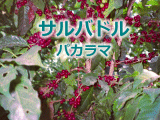 �T���o�h���@�p�J���}