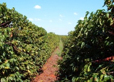 ブラジルコーヒー栽培
